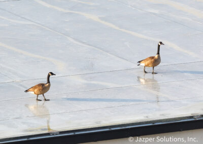 Ducks on a Commercial Roof